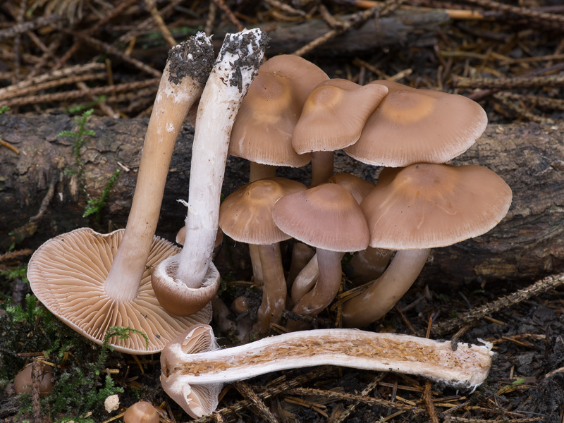 Cortinarius duracinus